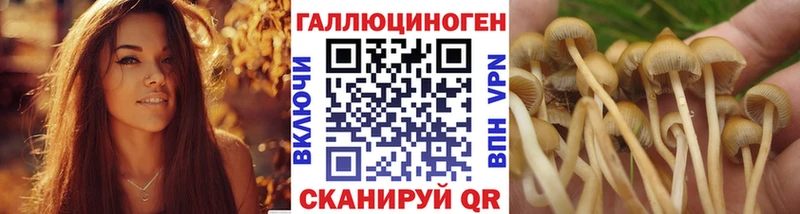Галлюциногенные грибы Cubensis  хочу наркоту  Будённовск 